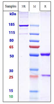 ERBB1 / EGFR / HER1 Reference Antibody (Cetuximab-MMAE)