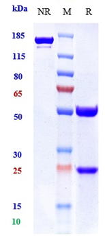 DLL3 Reference Antibody (rovalpituzumab-MMAE)
