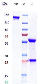 CD19 Reference Antibody (Loncastuximab tesirine)