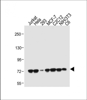 HSPA1A/HSPA1B Antibody (Y41)