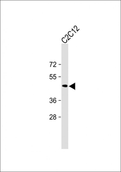 PD L1 Antibody (C-Term)