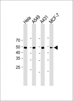PD L1 Antibody (C-Term)