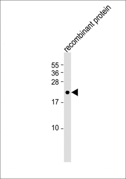 FGF4 Antibody