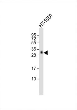 GDF15 Antibody