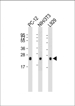RHOA Antibody