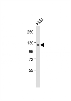 RB(S612) Antibody