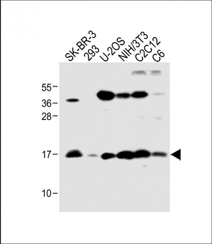 HIST1H3A Antibody