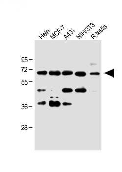 CDC25A (S124) Antibody