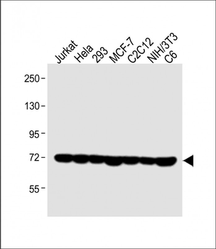 HSPA1A/HSPA1B Antibody (Y41)