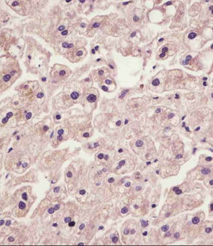 IL1RAP Antibody (C-Term)