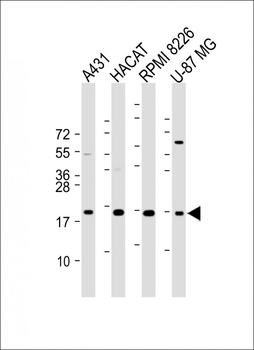 TGFA Antibody (C-Term)