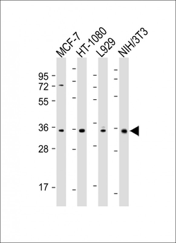 CCND1 Antibody