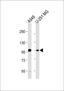 BMP1 Antibody