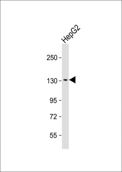 KL Antibody (Center)
