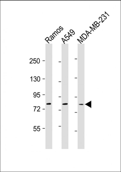 TLR2 Antibody
