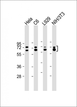 LMNA Antibody