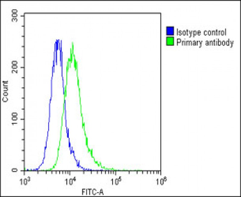 THBD Antibody (N-Term)