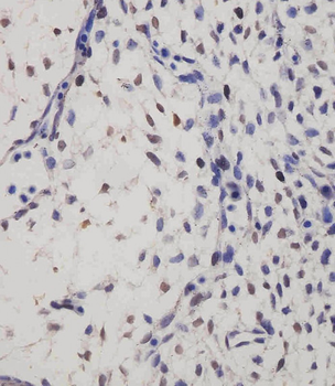 SUFU Antibody