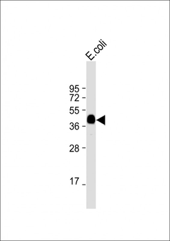 MBP tag Antibody
