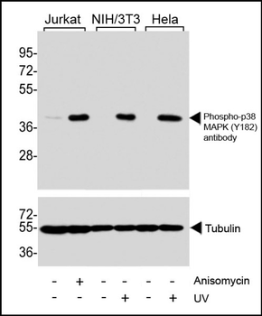 Phospho-MAPK11 (Y182) antibody