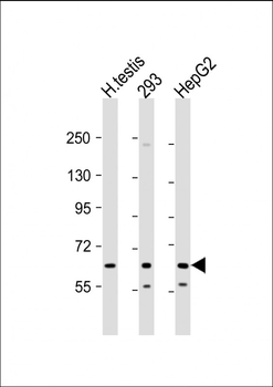 Klotho Antibody (C-term)