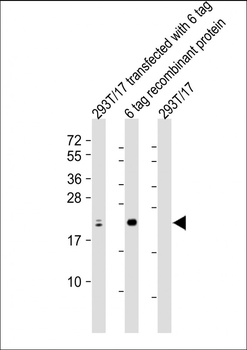 S1 tag Antibody
