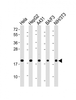 Cyclophilin B Antibody