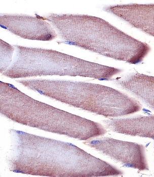 Vinculin Antibody