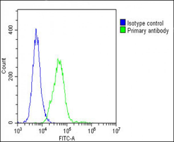 Vinculin Antibody