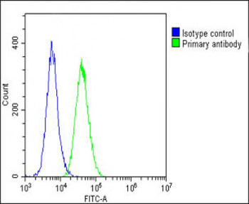 Vinculin Antibody