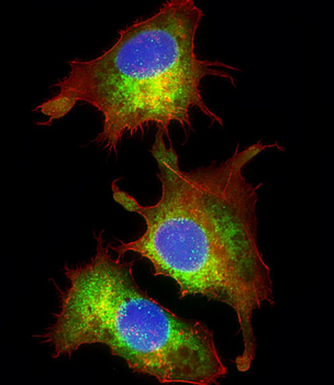 Cyclophilin D Antibody