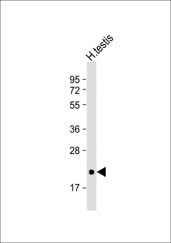 CD81 Antibody
