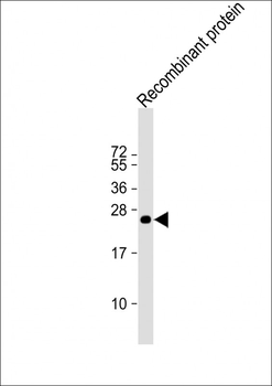 MLL3 Antibody