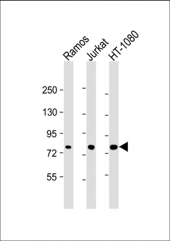 GARS Antibody