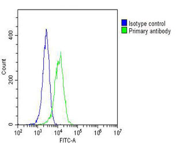GARS Antibody