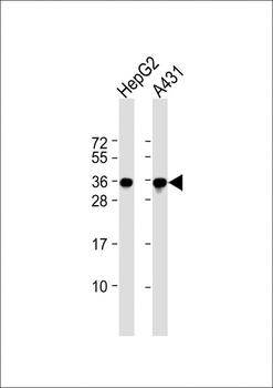 PCNA Antibody [Knockout Validated]