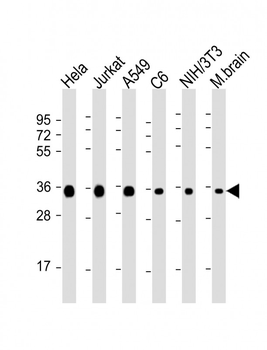 GAPDH Antibody
