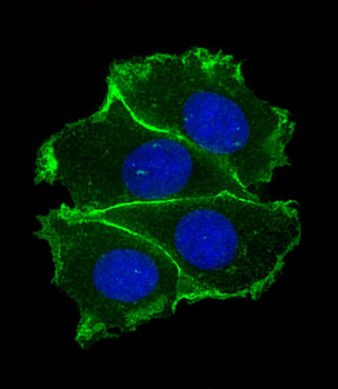 CADH1 Antibody