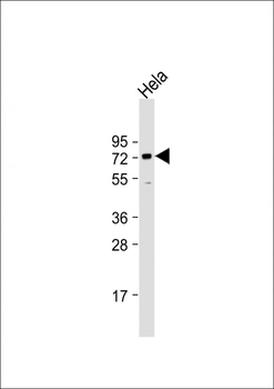 BANP Antibody