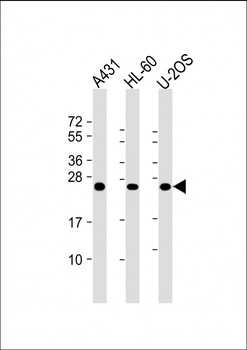 RAB5C Antibody