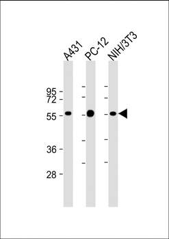 MITF Antibody
