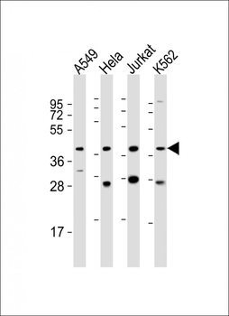 MORF4L1 Antibody (C-Term)