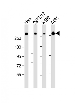 FLNB Antibody (N-Term)