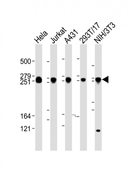 FLNB Antibody (N-Term)