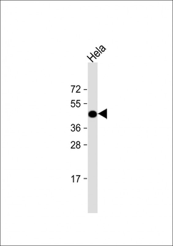 Beta-actin Antibody, HRP Conjugate