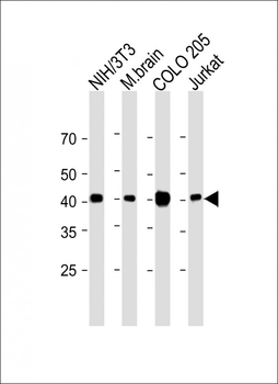Beta-actin Antibody, HRP Conjugate