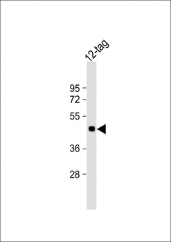 Myc Tag Antibody, HRP Conjugate