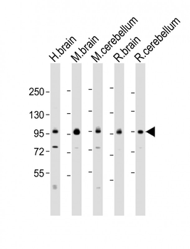 DLG4 Antibody (C-erm)