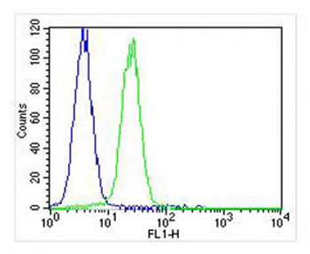 TIMP2 Antibody