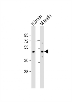TGFB3 Antibody (Center)